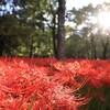 彼岸花の名所！巾着田曼珠沙華公園の見頃はいつ？日本最大級の彼岸花（ヒガンバナ）群生地｜2026年開花状況、曼珠沙華まつり（埼玉県日高市）