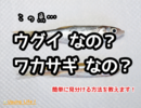 ウグイとワカサギの見分け方！間違えて食べる前にチェックしよう!