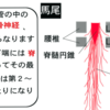 馬尾圧迫症候群とは何か