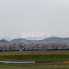 手取川堤桜