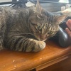 猫にマウスを枕にされた