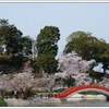 垣生神社の桜