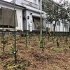 パール柑(サワーポメロ)の苗木を仮植え