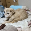 ベッドを拡張