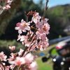 桜探索でご近所散歩ツーリング