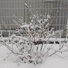 なごり雪❄️    ハクロニシキが雪化粧