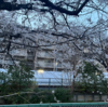 雑文５７９　ザツオブザツ（桜鑑賞・ウマ娘・他雑記）