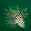 underwater photograph　水中映像