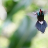 White-whiskered Hermit シラヒゲユミハチドリ