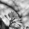 モノクロで撮る桜 #1
