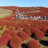 コキアとコスモスが満開のひたち海浜公園へ 2021.10.20