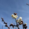 春立てる、霞の空に。