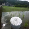 田んぼの汚水桝（おすいます）を見て思うこと