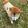 やすらぎの里の"Life Goes On"