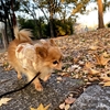 落ち葉と犬