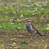 公園の野鳥達（3月18日）