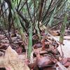 タケノコ狩り‐根曲がり竹(姫竹)の採取時期と採れる場所