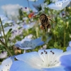 🐝昭和記念公園 その③ スマホで超広角マクロ撮影❗　