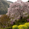 龍珠院開花状況2018（2018/4/6）