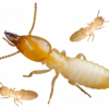 DIY Ways of Dealing With the Termite Problem