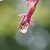 桜が散って雨