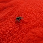 実はかわいい ハエトリグモの飼い方 俺達生物部