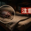 【2025年最新】品川区林間学校「虫だらけの部屋」事件の真相とは？なぜ教員は児童を就寝させたのか