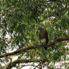 カワリクマタカ(Changeable Hawk-Eagle)