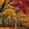 熊被害🐻紅葉スポットでの安全対策🍂