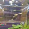 初産稚魚６匹の成長
