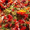 お迎えする立場からの  紅葉の頃