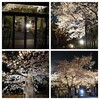 江東区 清澄庭園前 本誓寺の夜桜がきれい RX100