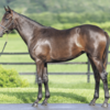 【２０２４年度】インゼルサラブレットクラブ　一口馬主　馬体・血統診断　No.13 ユイフィーユの23　牝　父レイデオロ