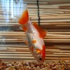 金魚飼育の部分換水 砂利の効用