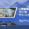 ［上野動物園］【グリーンイグアナ】２０１７年９月【う山ＴＶ（スタディ）】