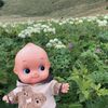 キューピーが花の浮島「礼文島」をらく～～に歩く方法で案内します。あまり歩かなくても高山植物を見ることができます。