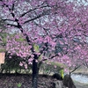 遠山郷の河津桜
