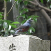 夏は鳥がいないのです その1