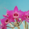 Dendrobium parshii `Magma'  