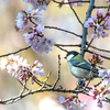 ようやく見つけ出しました、迷鳥＂キバラガラ＂ ほか　　野鳥撮影《第405回》