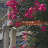 首途かどで八幡宮の百日紅