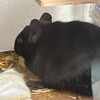 くろごまあん二世 314日目