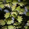 植物園散歩（4月）　４