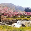 花桃を求めて～昼神温泉～ダイジェスト！！