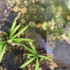 メダカを飼って67週目「ギャンブルに不正があった」ハナシ〈mata.〉