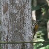 ズアカミユビゲラ(Common Flameback)♀