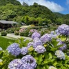 淡路島の紫陽花