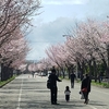 満開の桜に、魅せられて！