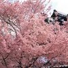 早咲き桜めぐり