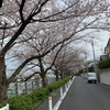 田園調布の桜🌸5分咲